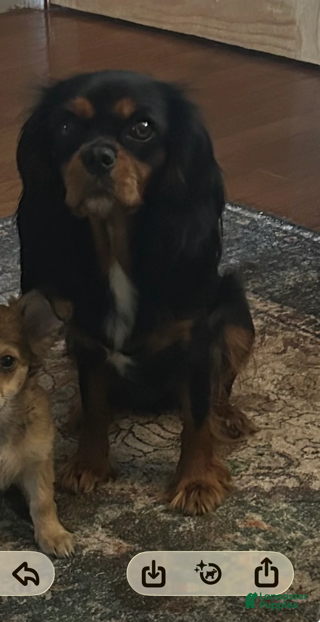 Cavapoo dogs for sale: Angel merle - Ad 5