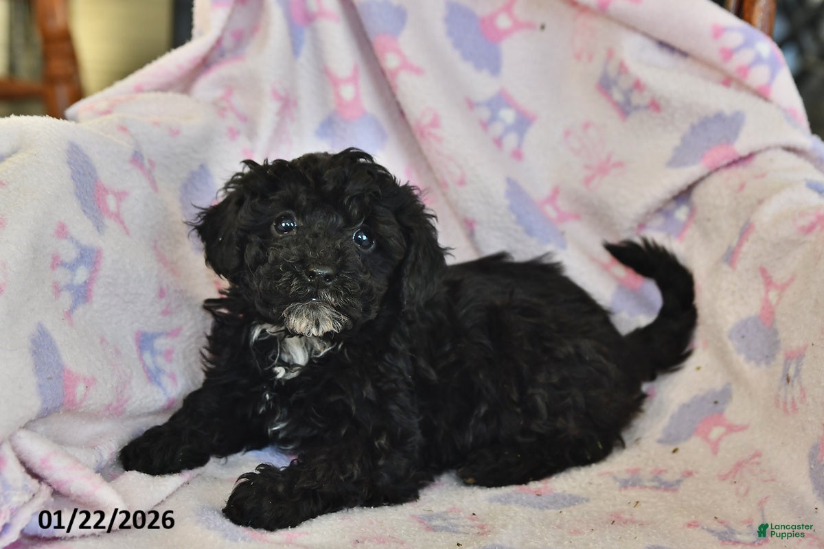 Miniature Poodle dogs Nellie - Ad 2