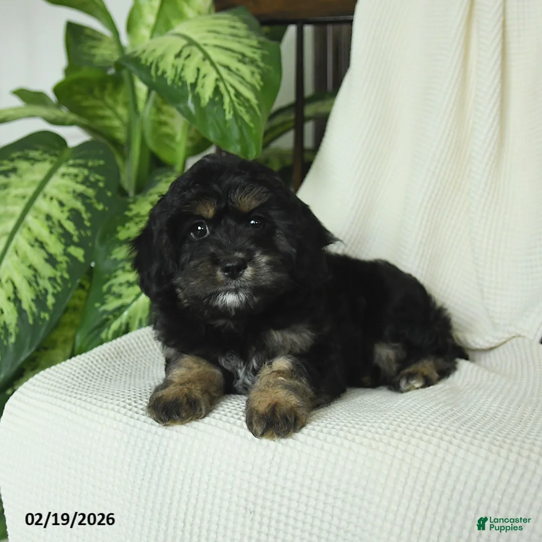 Cavapoo dogs for sale: Remy - Ad 3