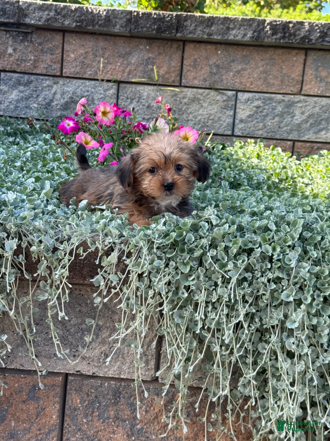 Shorkie dogs for sale: Alex - Ad 2