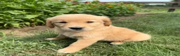 Golden Retriever dogs for sale: Emma - Ad 3