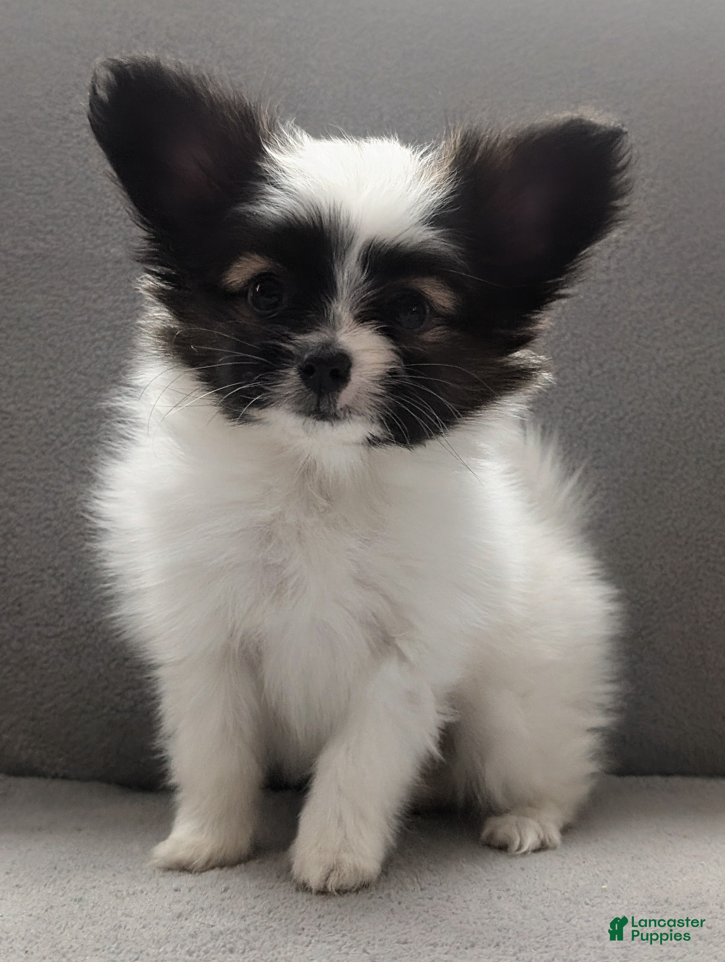 Papillon dogs Ichi (Echie) - Ad 1