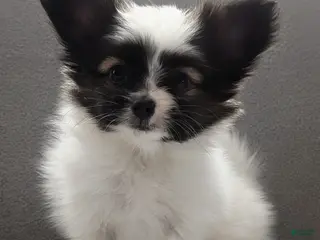 Papillon dogs for sale: Ichi (Echie) - Ad 3