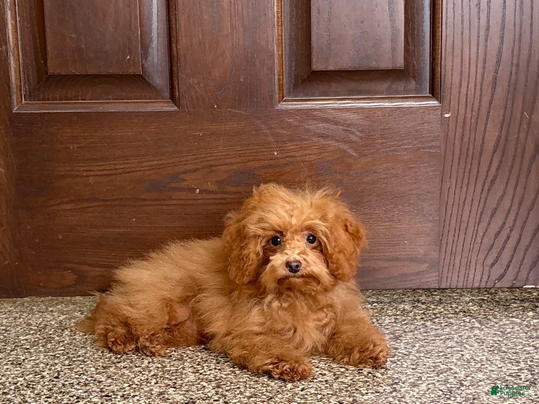 Maltipoo dogs for sale: Tiny Red  - Ad 2