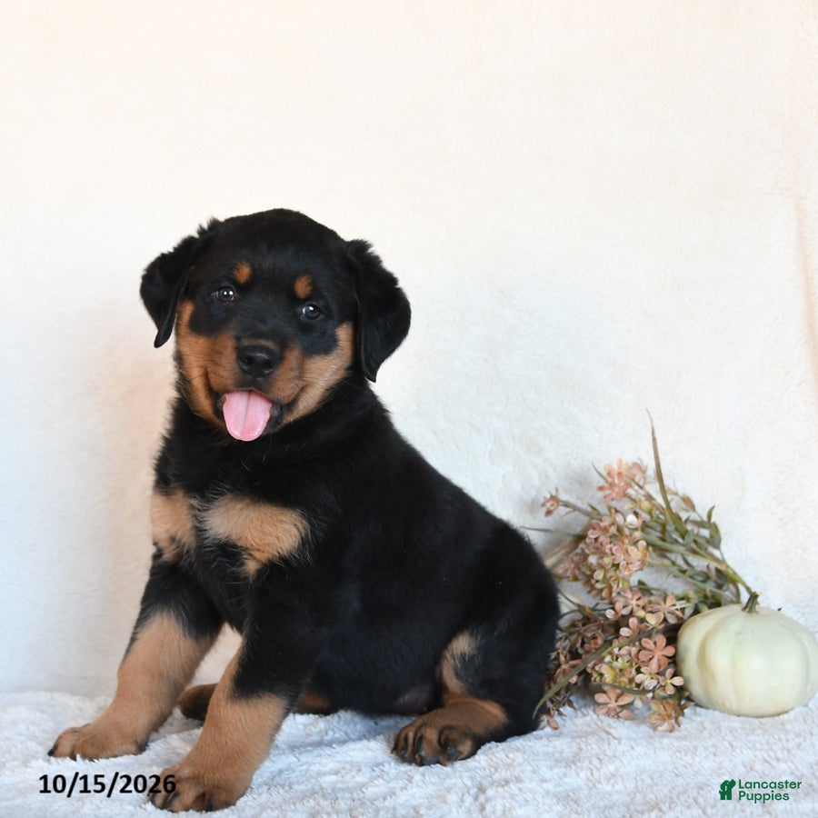 Rottweiler dogs Moxie - Ad 1