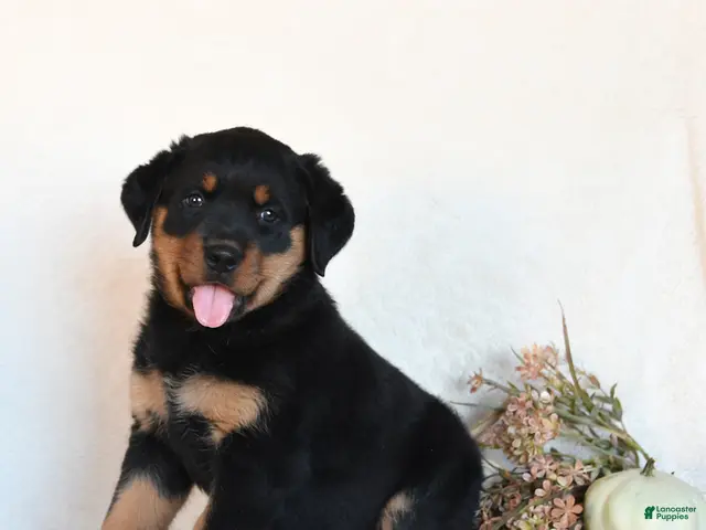 Rottweiler dogs for sale: Moxie - Ad 1