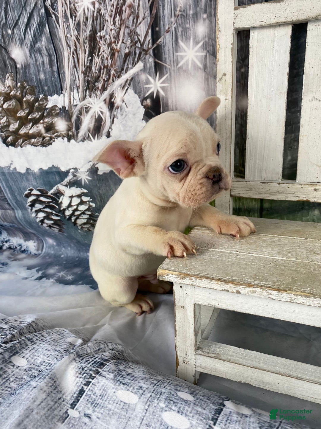 Mixed Breed dogs for sale: Bobby - Ad 2