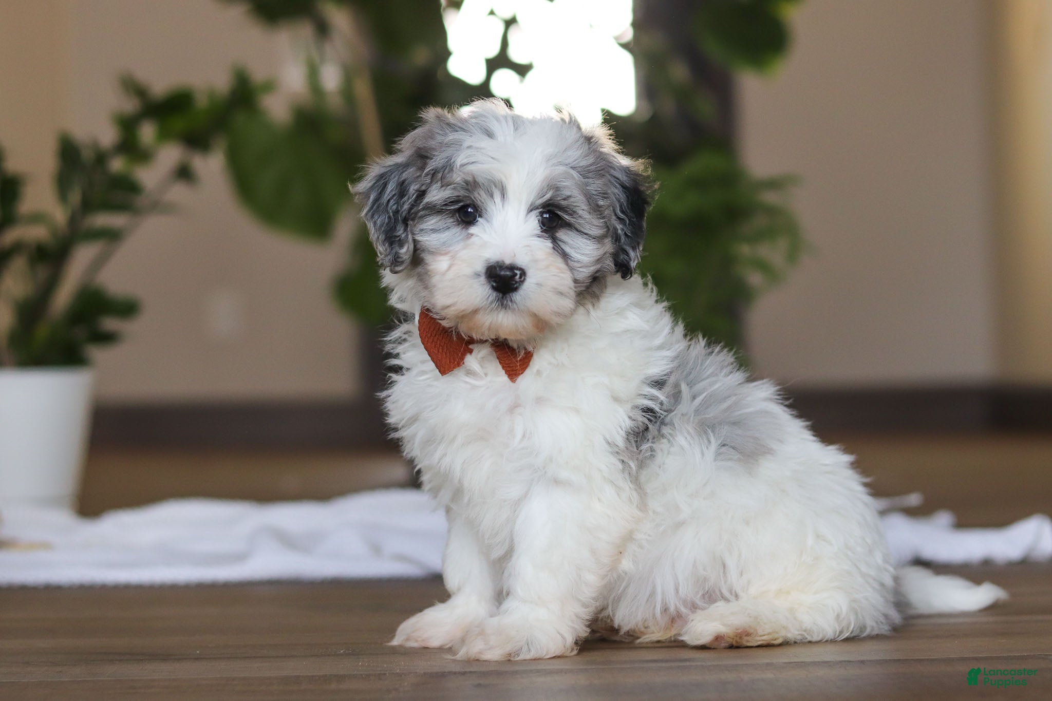 Havapoo dogs Chase - Ad 2