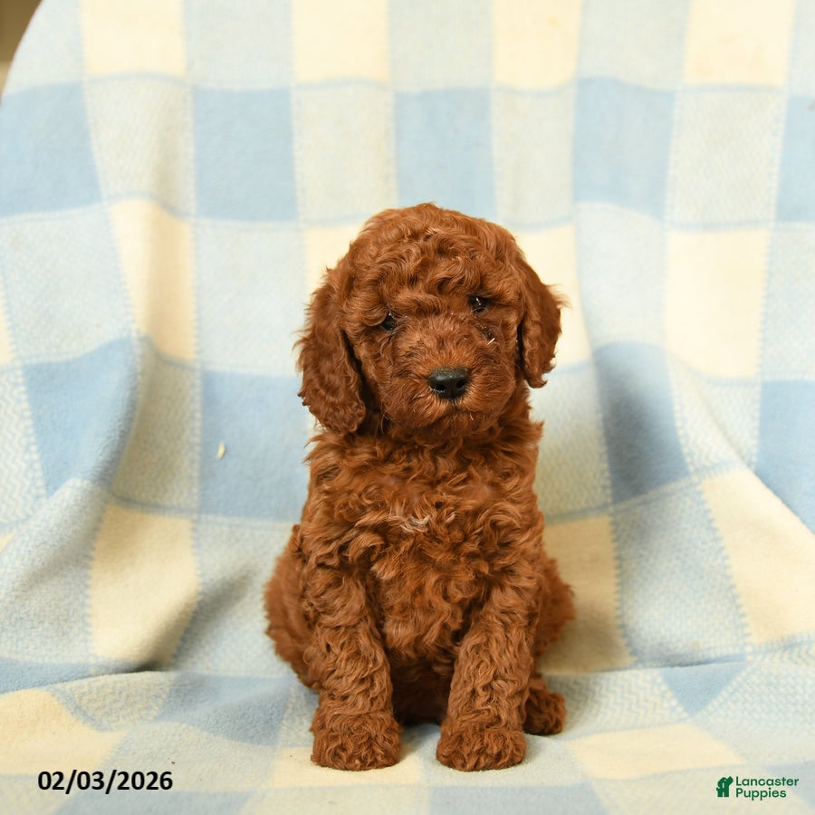Miniature Poodle dogs Kipper - Ad 20