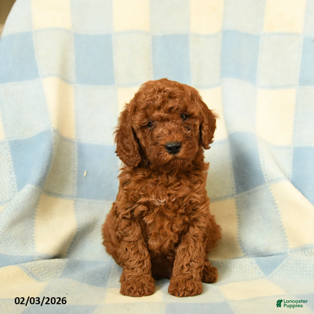 Miniature Poodle dogs for sale: Kipper - Ad 1