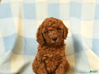 Miniature Poodle dogs Kipper - Ad 20