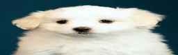 Maltese dogs for sale: Lindsey - Ad 9