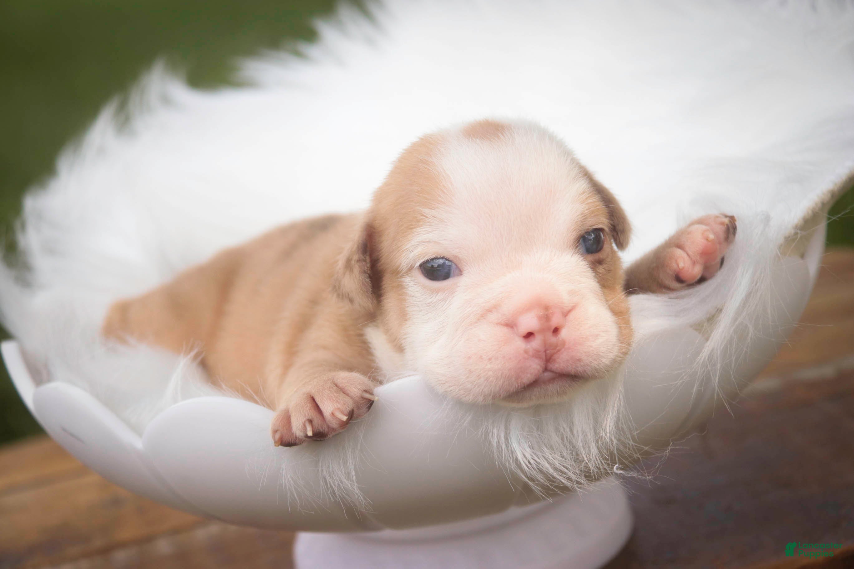 English Bulldog dogs Tonya English Bulldog  - Ad 1
