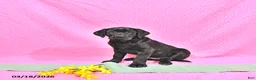 Labrador Retriever dogs for sale: Princess - Ad 4