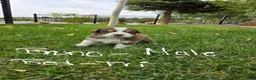 Australian Shepherd dogs for sale: Bruno Red tri - Ad 1