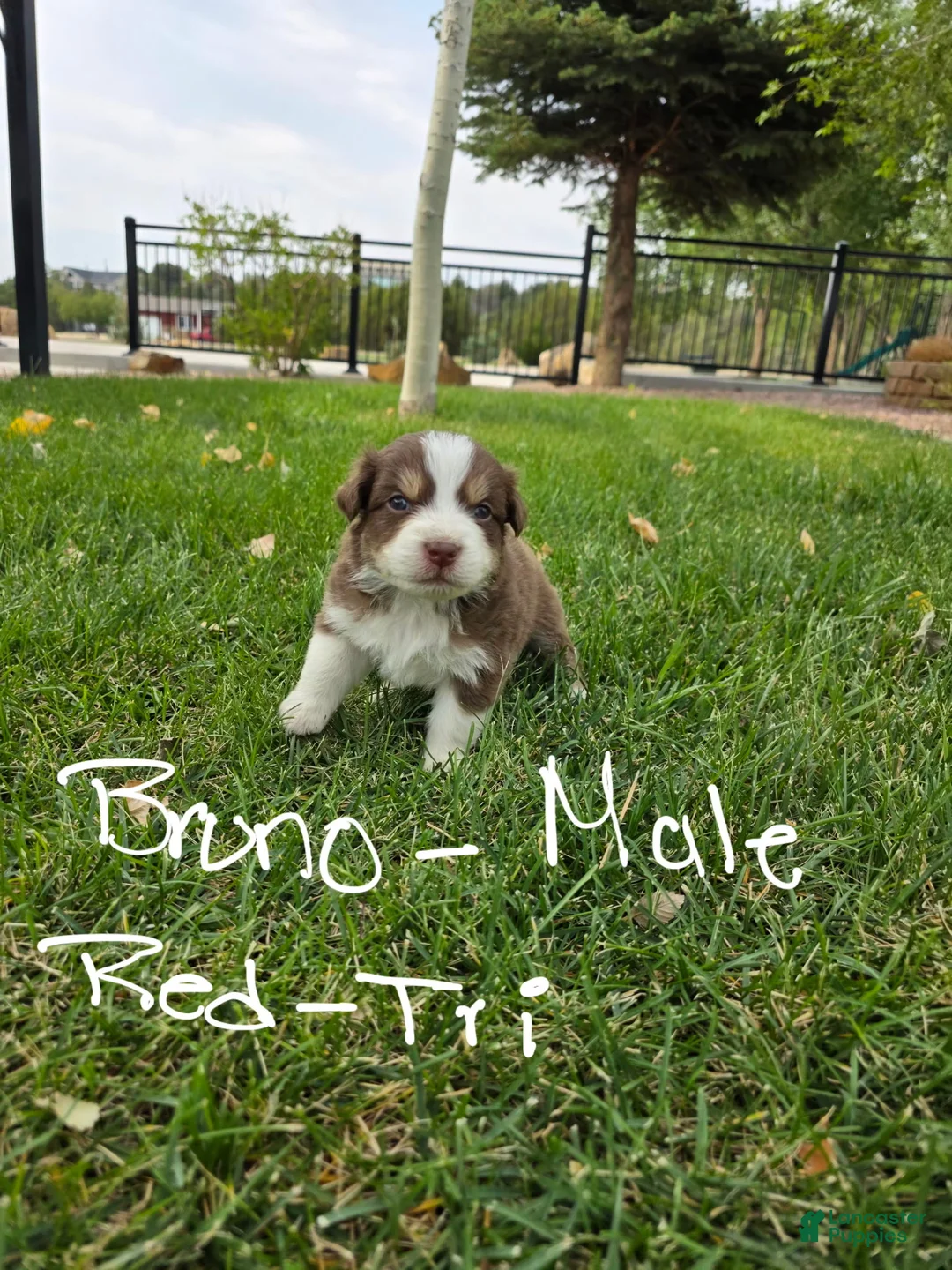 Australian Shepherd dogs for sale: Bruno Red tri - Ad 1