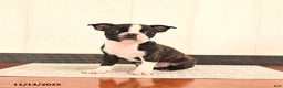 Boston Terrier dogs for sale: Jack  - Ad 2