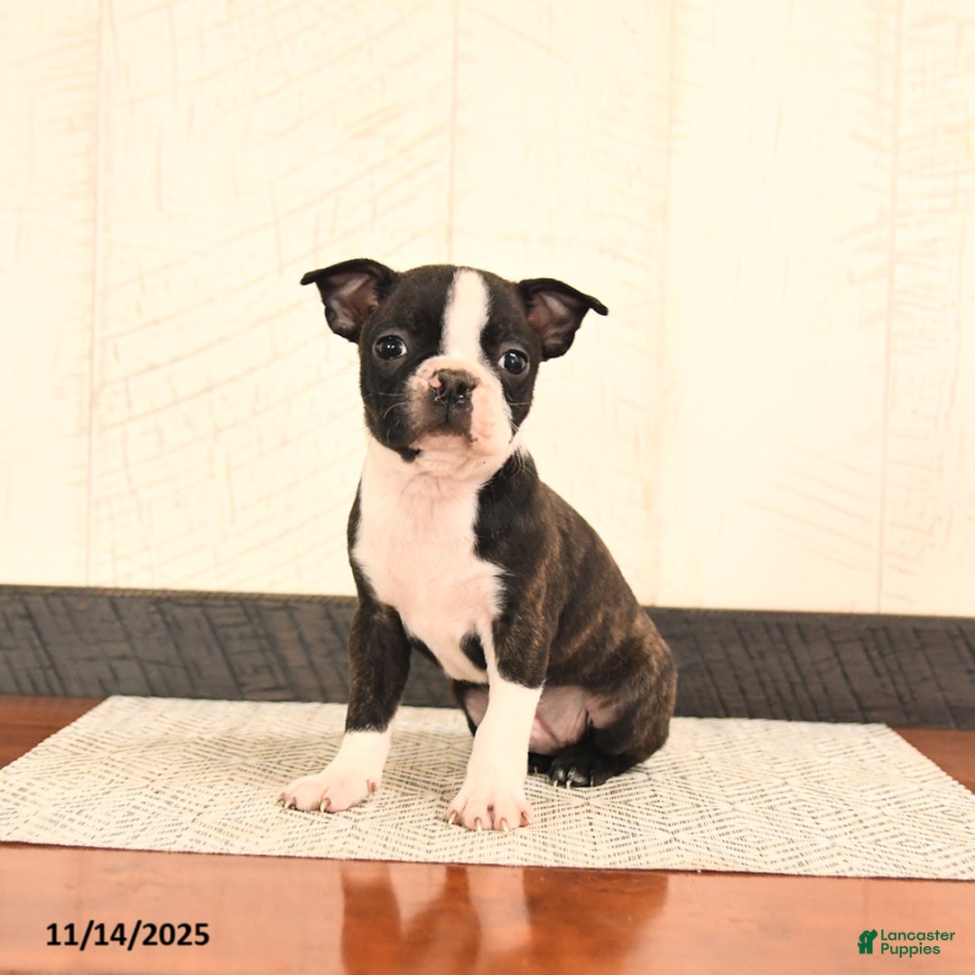 Boston Terrier dogs for sale: Jack  - Ad 2