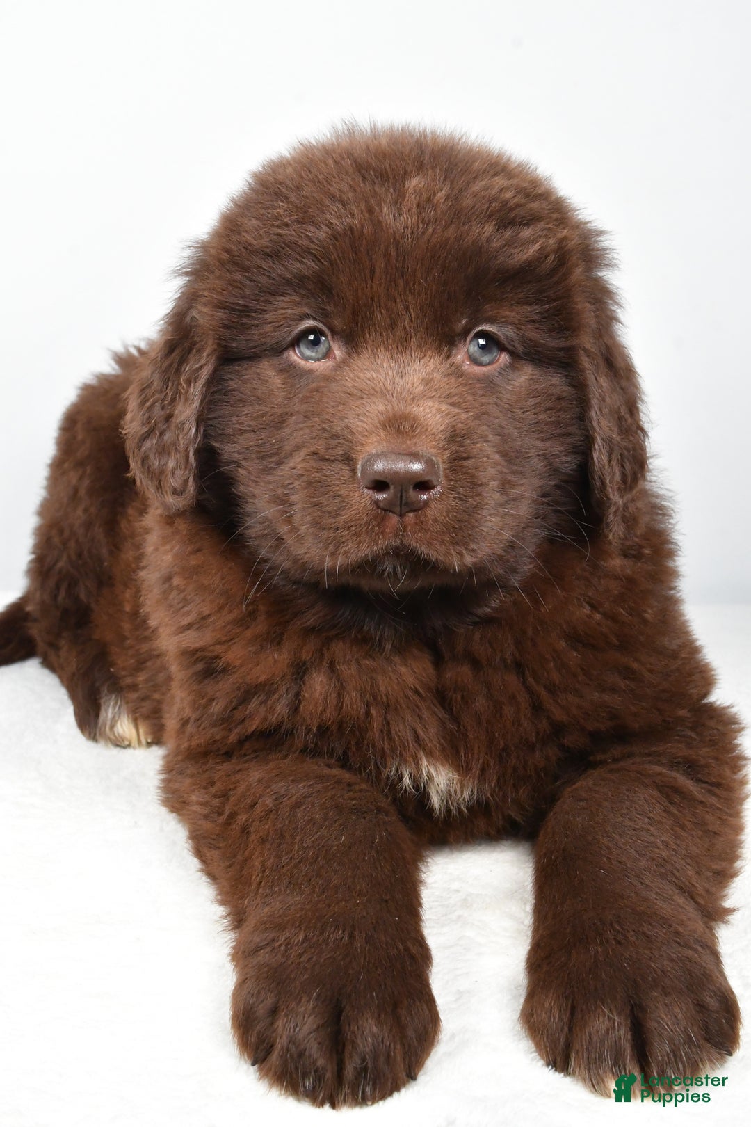 Newfoundland dogs for sale: Piper - Ad 5