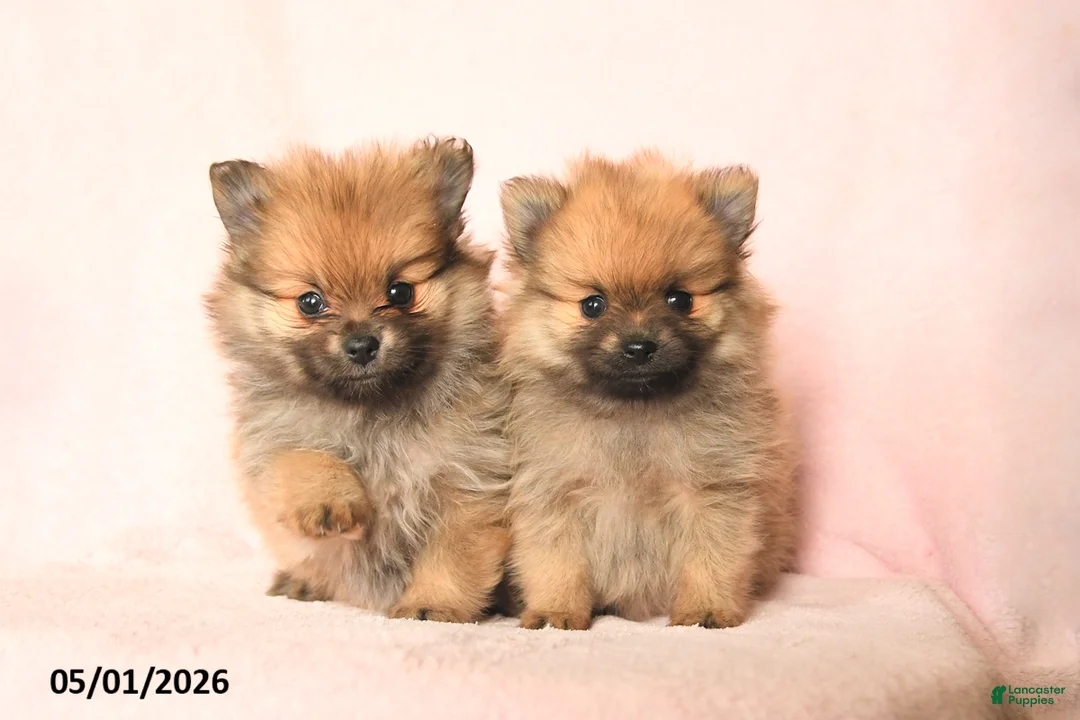 Pomeranian dogs for sale: Leo - Ad 3