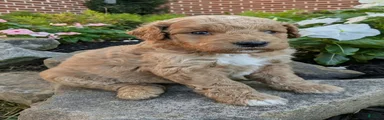 Penny F1B