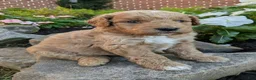 Mini Goldendoodle dogs for sale: Penny F1B - Ad 1