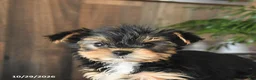 Yorkshire Terrier dogs for sale: Devin - Ad 5