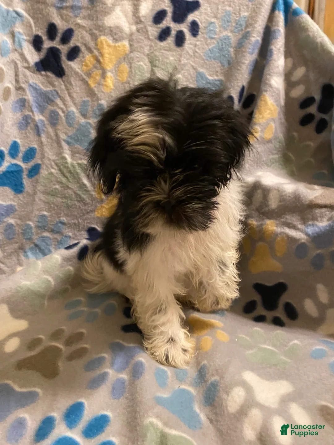 Shihpoo dogs for sale:  Sabi-Wabi - Ad 3