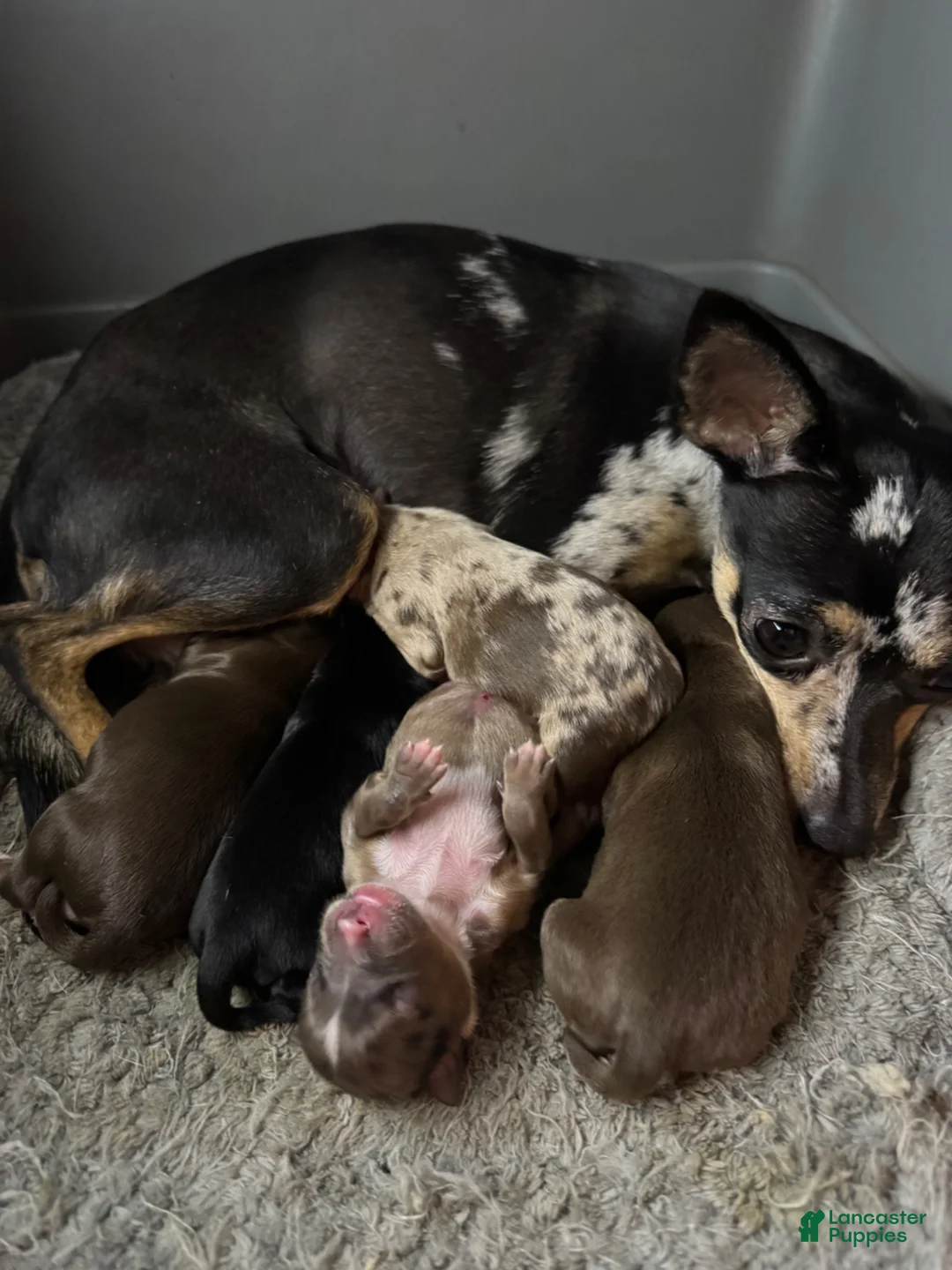 Chihuahua dogs for sale: Chihuahua 2 - Ad 15