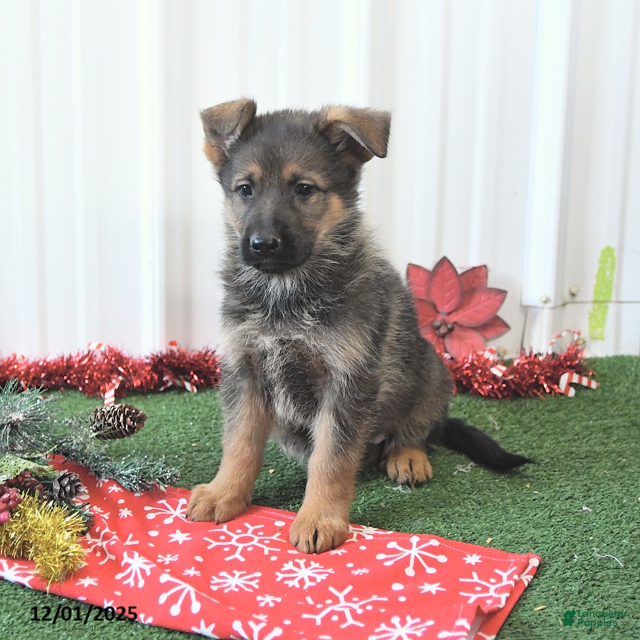 German Shepherd dogs Amber - Ad 31