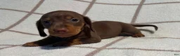Miniature Dachshund dogs for sale: AKC Wayne delivery available  - Ad 1