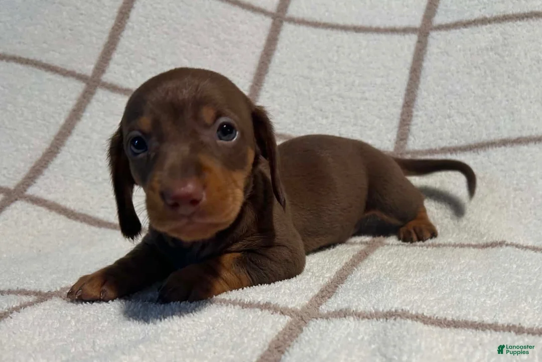 Miniature Dachshund dogs for sale: AKC Wayne delivery available  - Ad 1