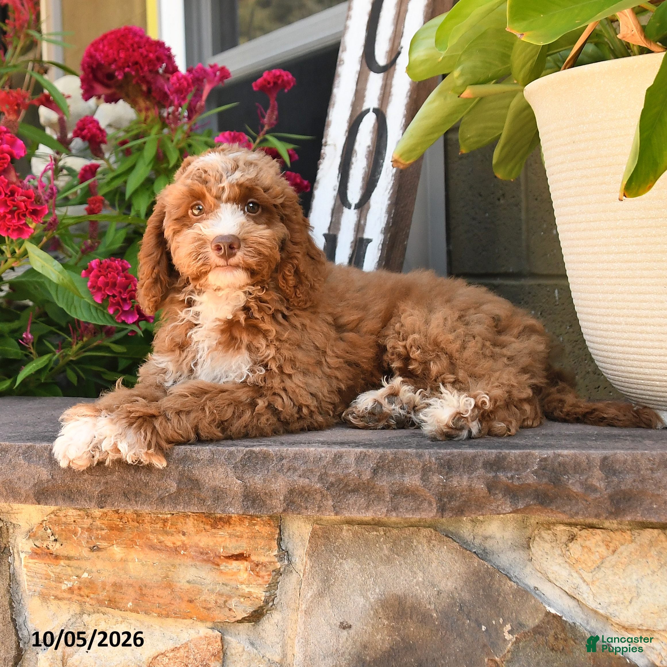 Cockapoo dogs Oliver - Ad 1