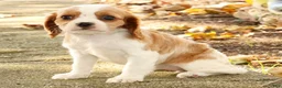 Cavalier King Charles Spaniel dogs for sale: Zaylee - Ad 8