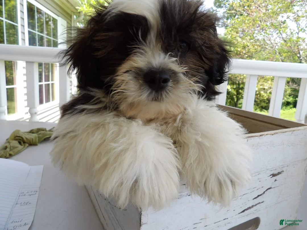 Gallery Image {{count}}