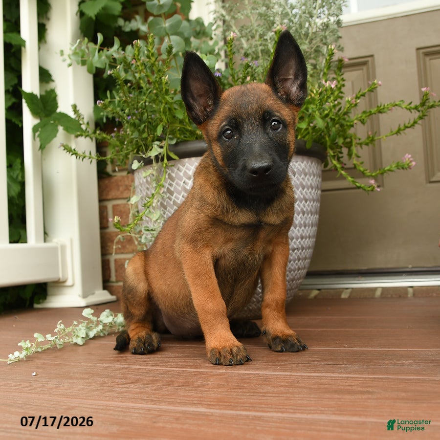 Belgian Malinois dogs Roxy - Ad 1