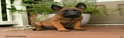 Belgian Malinois dogs for sale: Roxy - Ad 1
