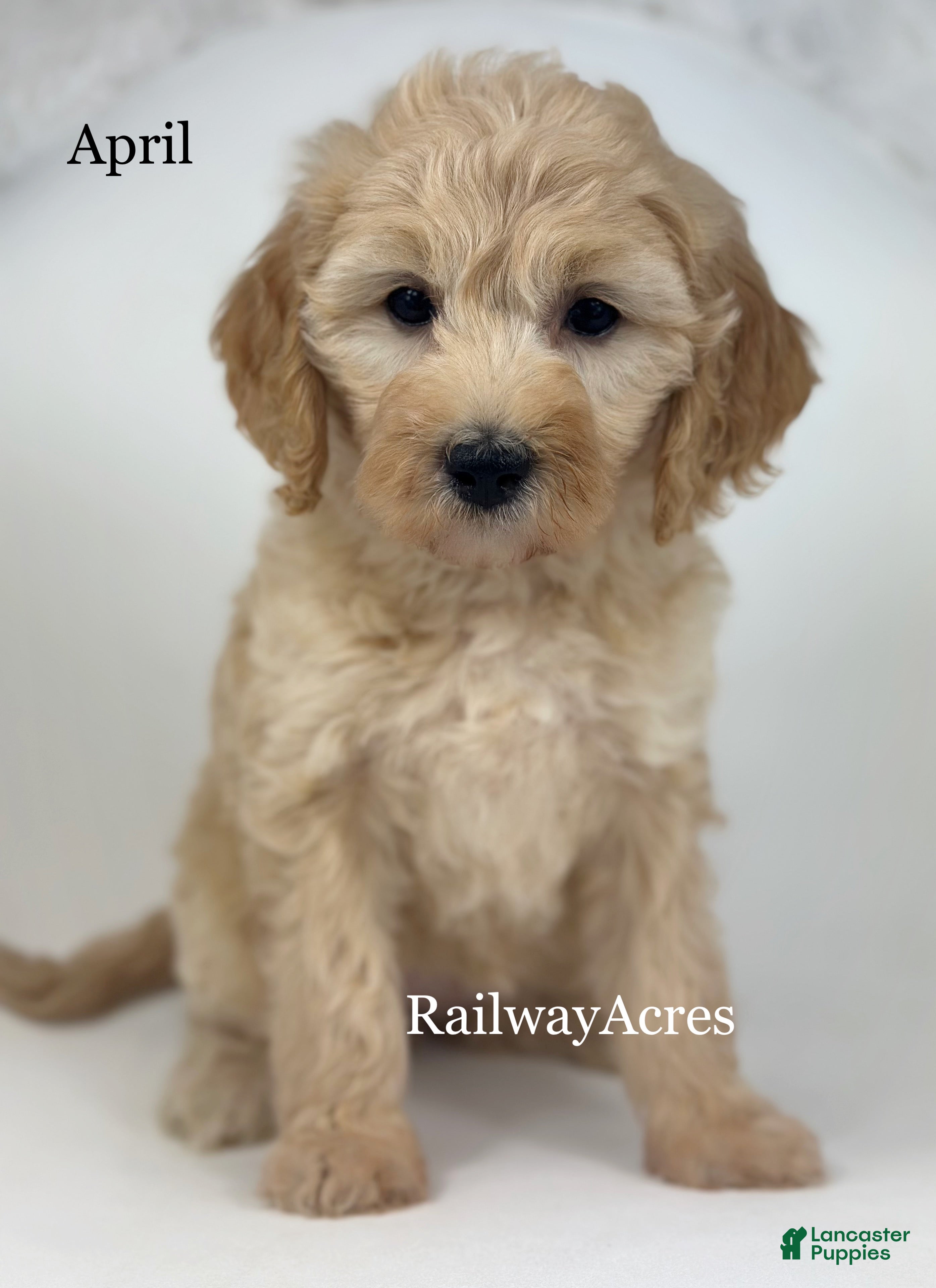 Goldendoodle dogs April - Ad 7