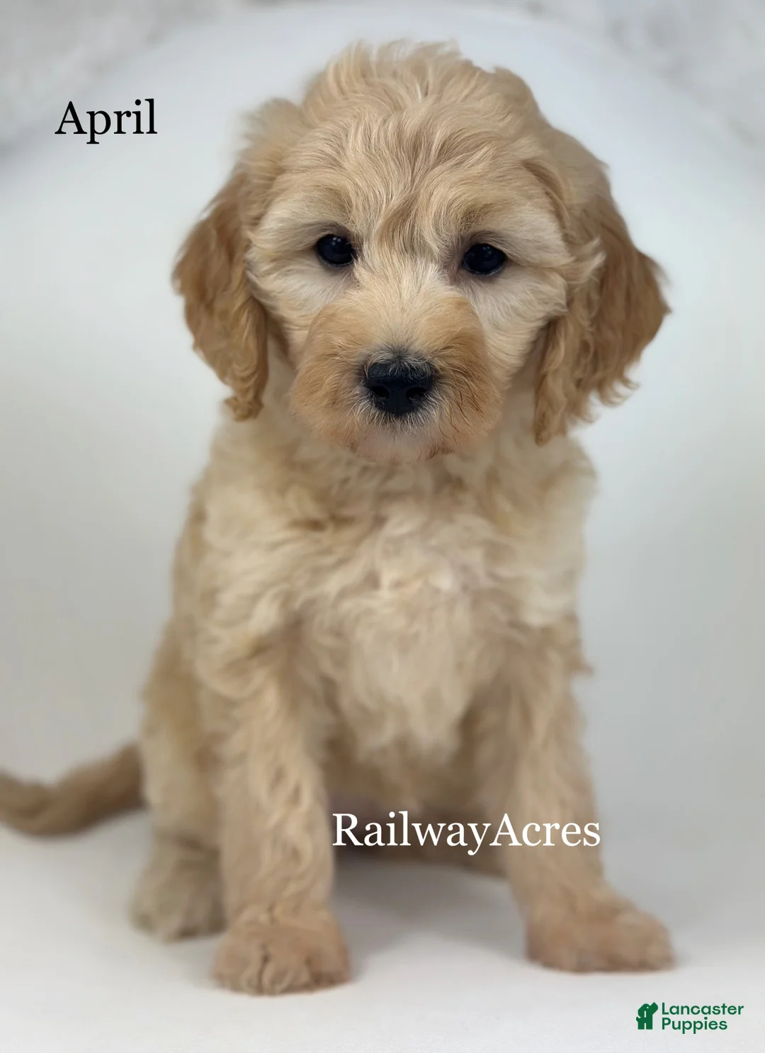 Goldendoodle dogs for sale: April - Ad 2