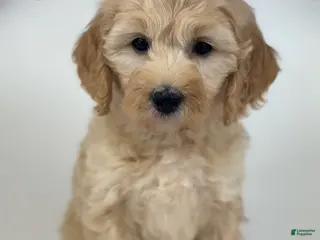 Goldendoodle dogs April - Ad 7