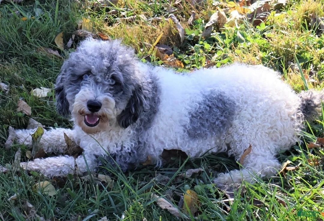 Mini Goldendoodle dogs for sale: Robin - Ad 7