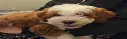 Mini Bernedoodle dogs for sale: EMMA - FEMALE Mini Bernedoodle 2 - Ad 2