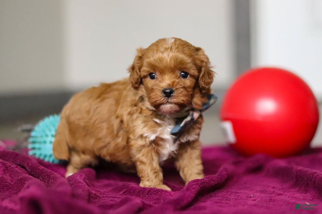 Cavapoo dogs for sale: Izzy - Ad 2