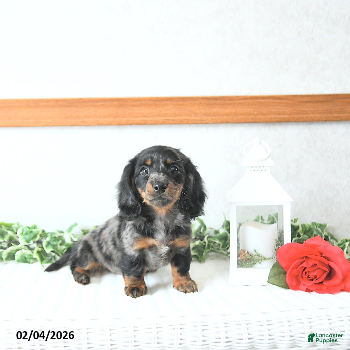 Miniature Dachshund dogs Cupid - Ad 5