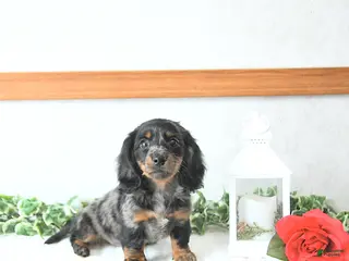 Miniature Dachshund dogs Cupid - Ad 5