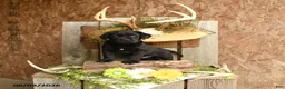 Labrador Retriever dogs for sale: Ace - Ad 1