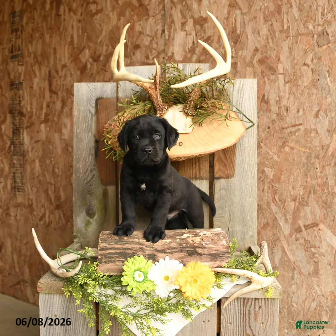 Labrador Retriever dogs for sale: Ace - Ad 1