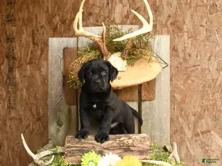Labrador Retriever dogs for sale: Ace - Ad 3