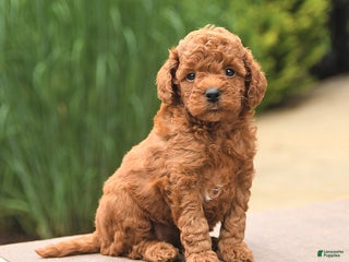 Cockapoo dogs - Ad 19