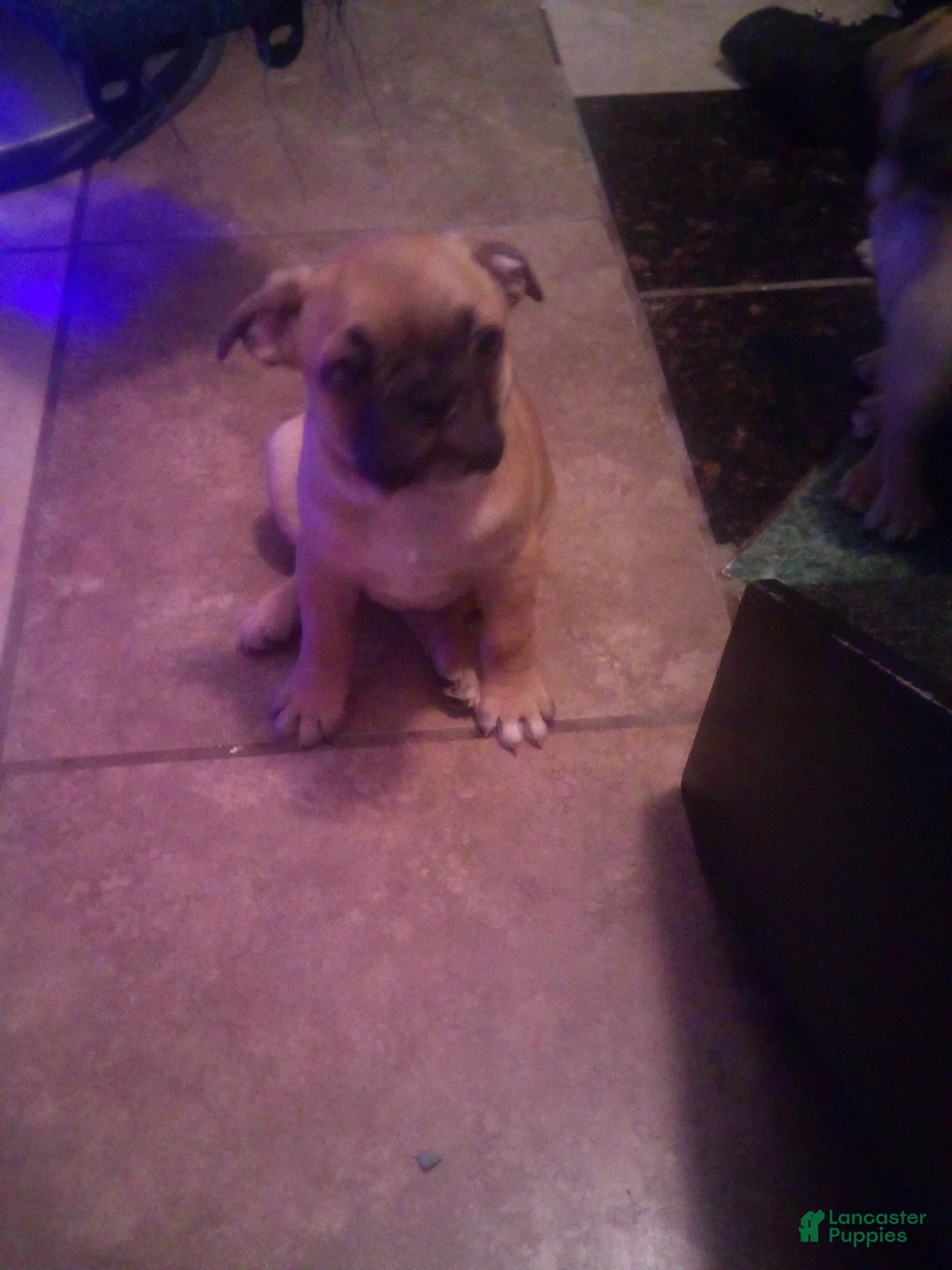 Frug dogs for sale: Frug Puppy 1 - Ad 1